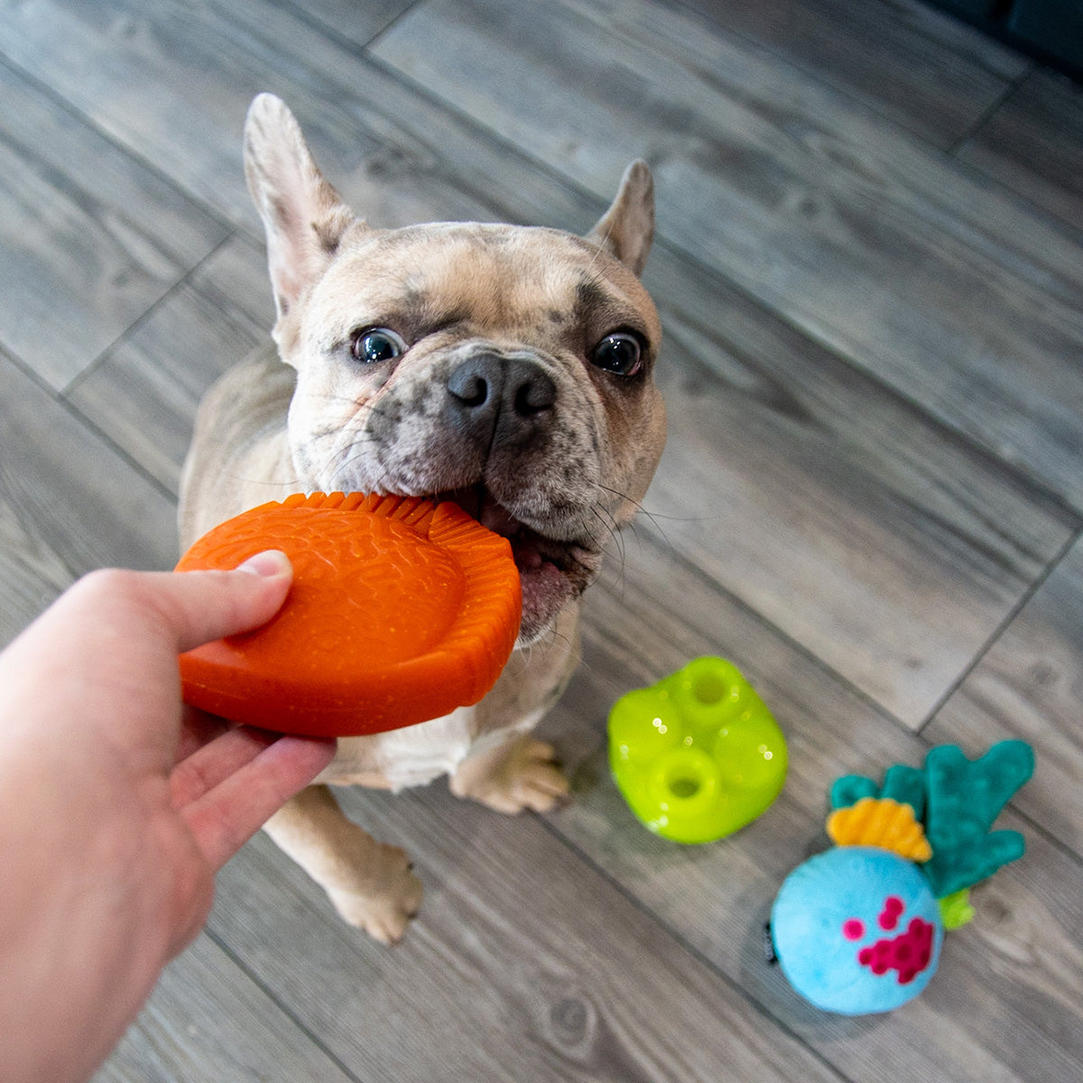 SuperChewer Dog Toy Subscription: 12-Month Plan + Free Blink Camera