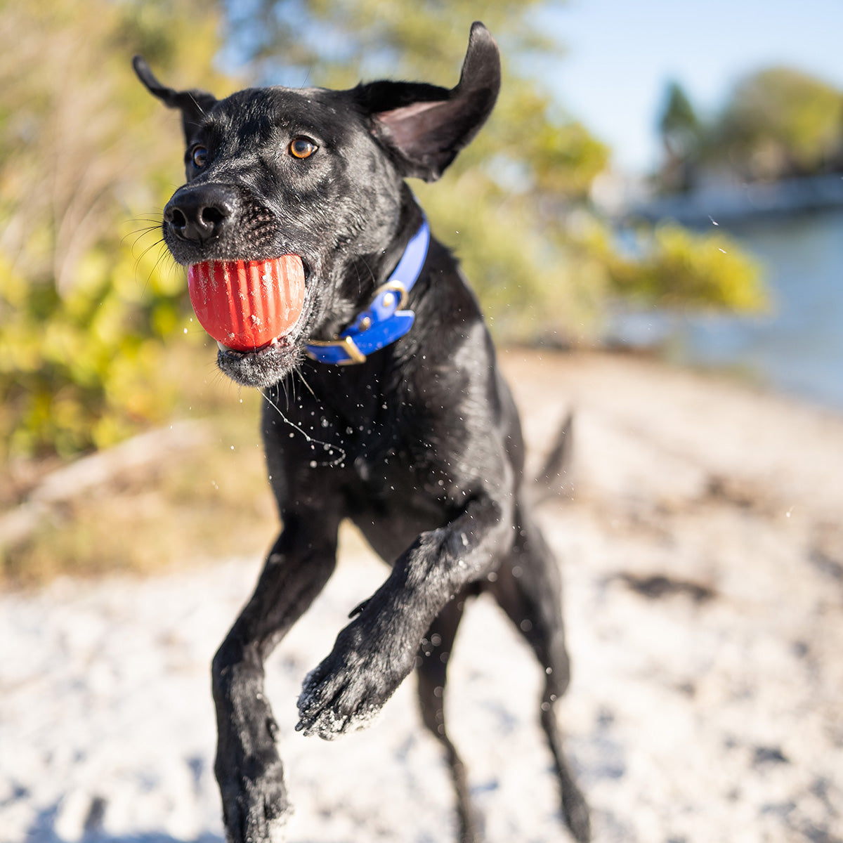 SuperChewer Dog Toy Subscription: 12-Month Plan + Free Blink Camera