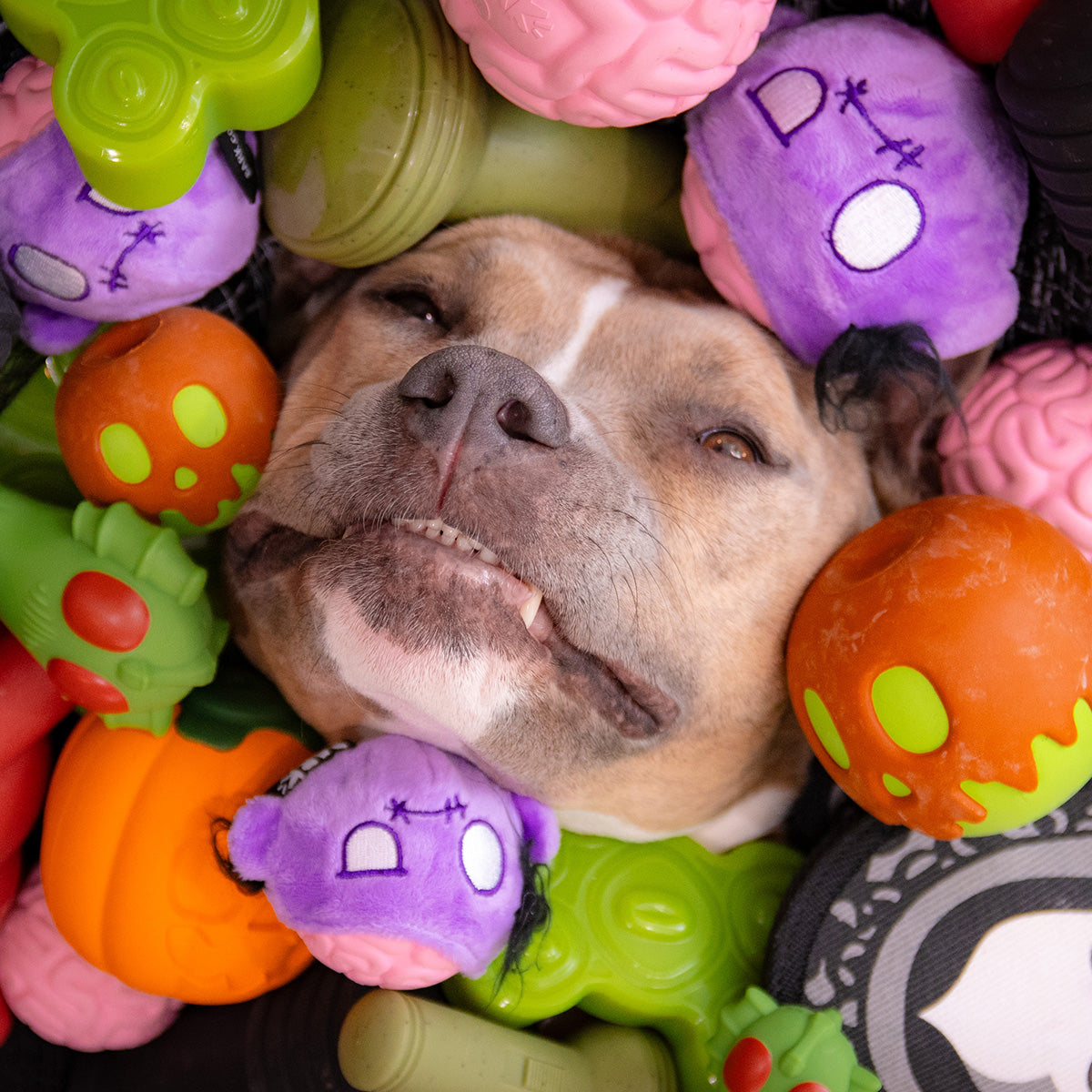 SuperChewer Dog Toy Subscription: 12-Month Plan + Free Blink Camera