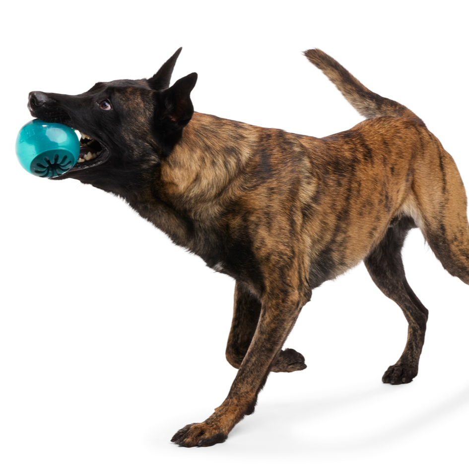 Teal Vortex Dog Toy with Squeaker & Treat Dispenser - Durable Rubber