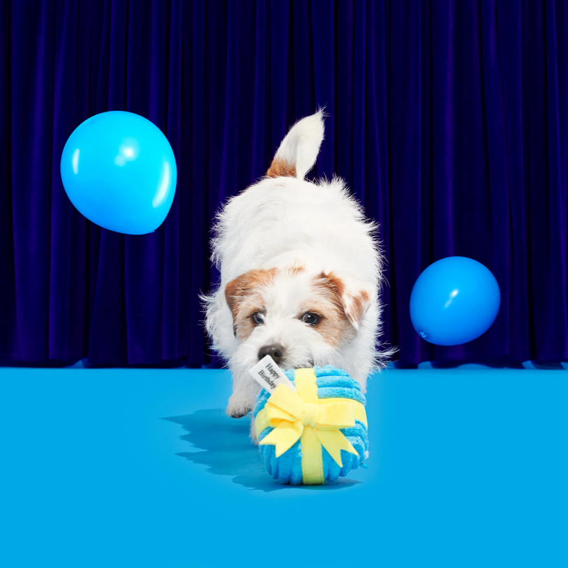 Dog Toy Gift Box with Squeaky Tennis Ball for Shredders & Fetch