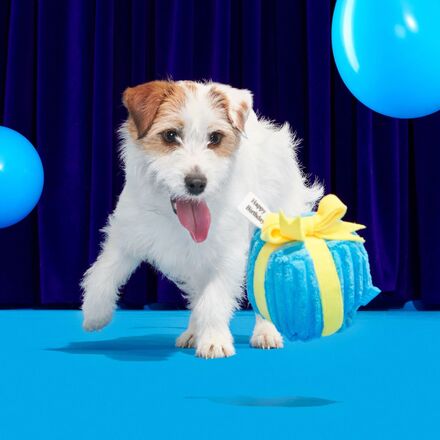 Dog Toy Gift Box with Squeaky Tennis Ball for Shredders & Fetch