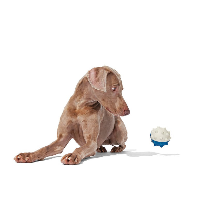 Natural Rubber Floating Fish Dog Toy – Throwfish for Fetch Play