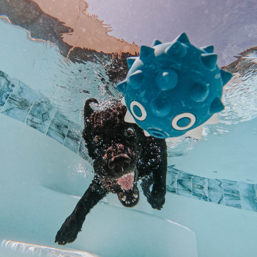 Natural Rubber Floating Fish Dog Toy – Throwfish for Fetch Play