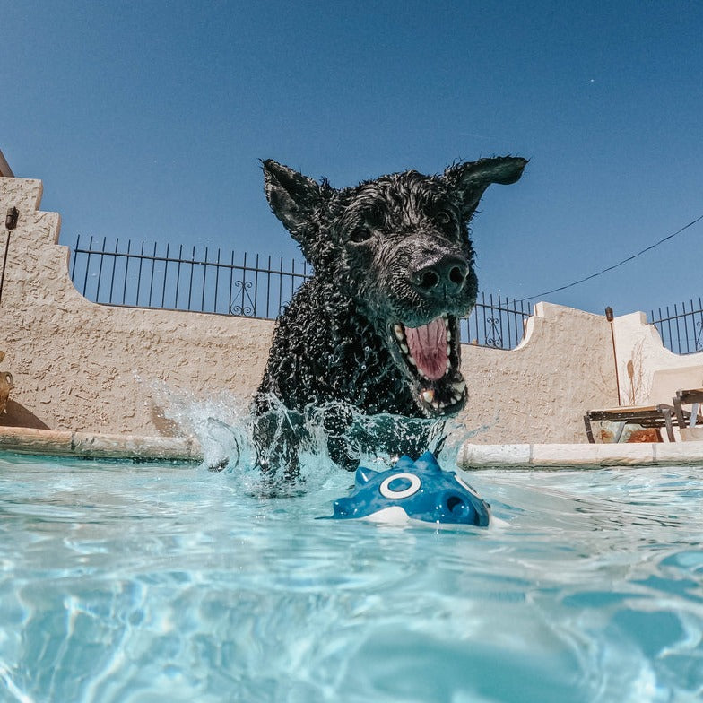 Natural Rubber Floating Fish Dog Toy – Throwfish for Fetch Play