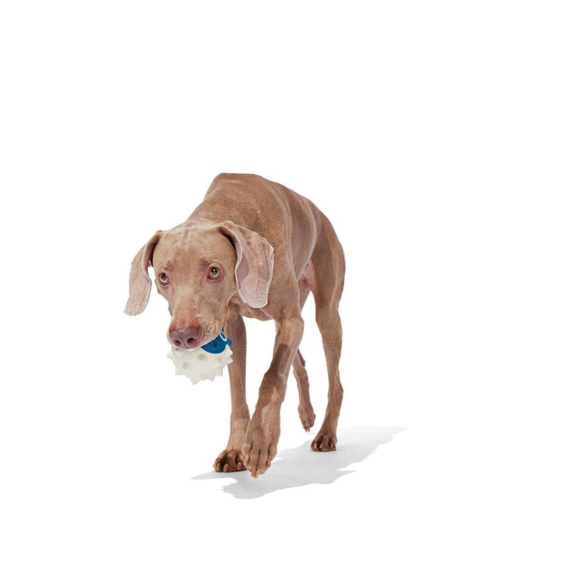 Natural Rubber Floating Fish Dog Toy – Throwfish for Fetch Play