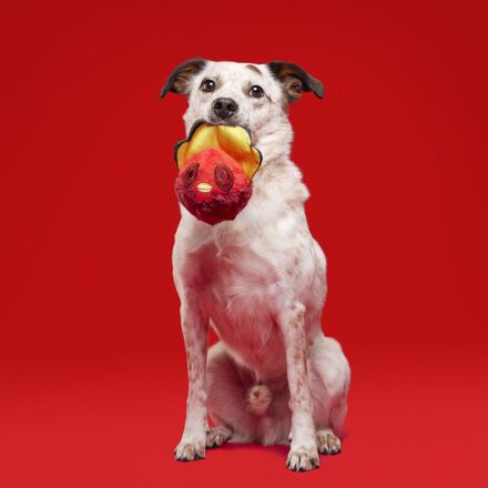 Durable Squeaky Turducken Dog Toy with Bacon Scent