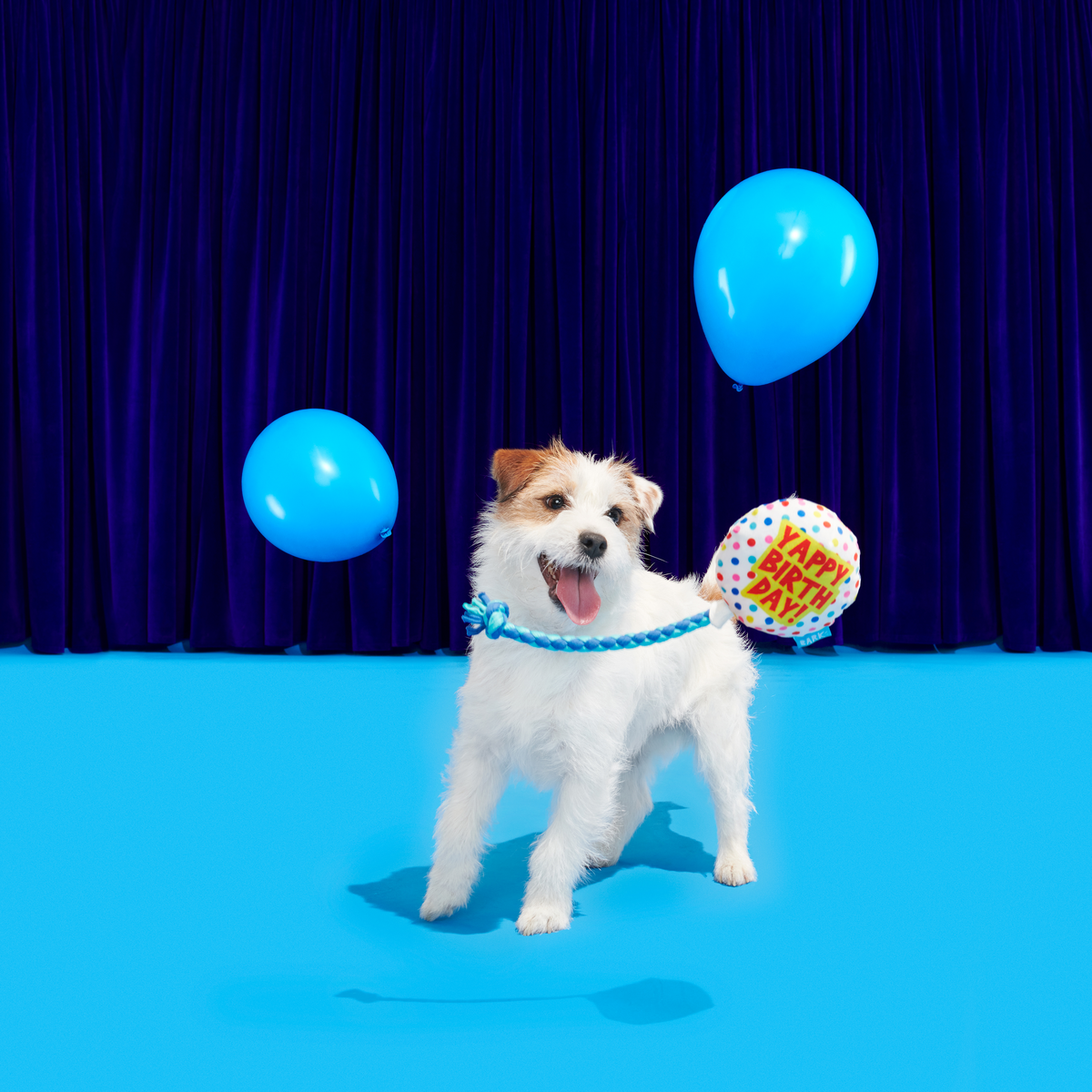 Dog Birthday Toy Balloon with Squeaker & Crinkle for Puppies