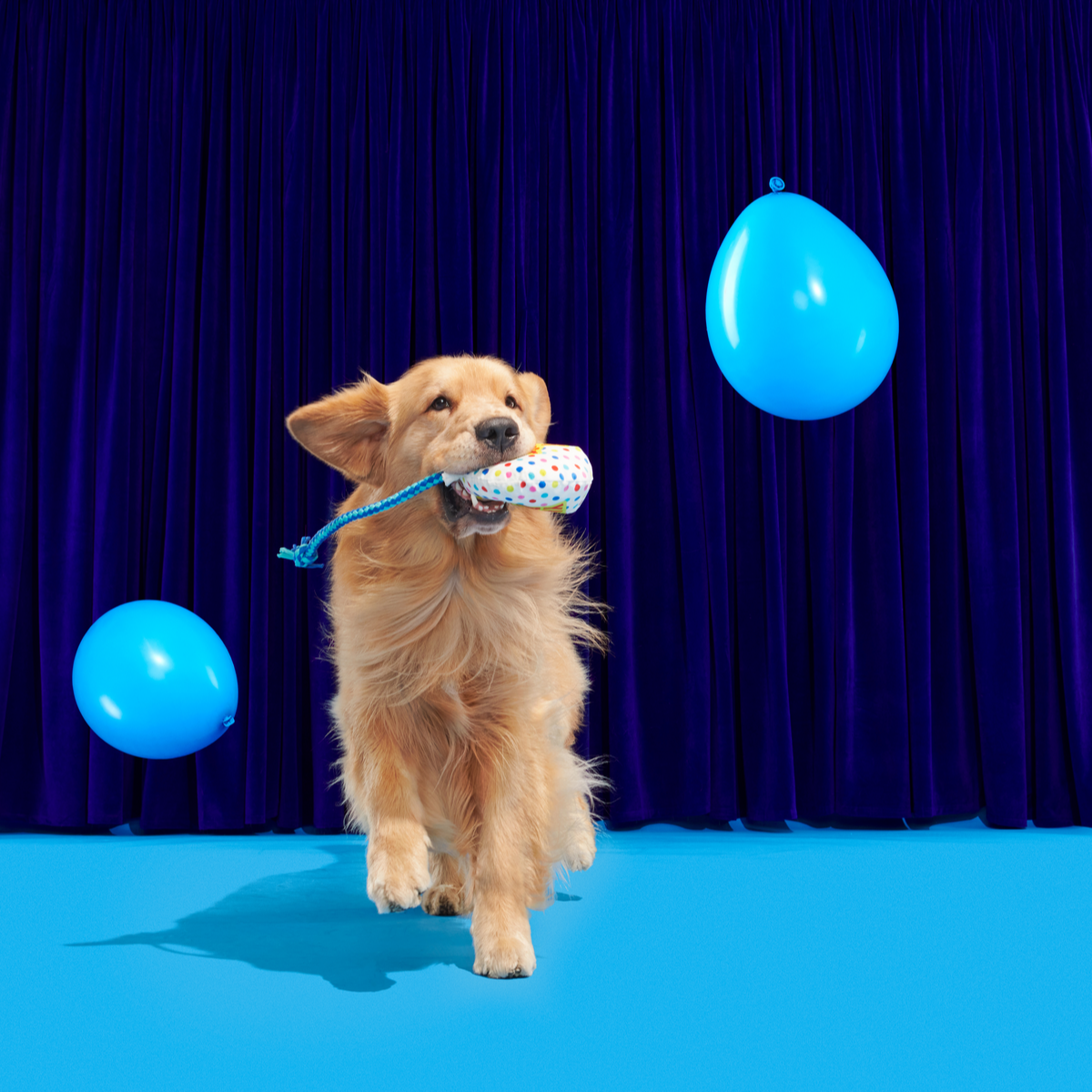 Dog Birthday Toy Balloon with Squeaker & Crinkle for Puppies