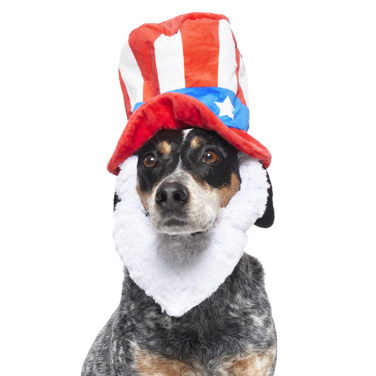 Patriotic Dog Chew Toy with Squeakers & Crinkle - Dog Bless America