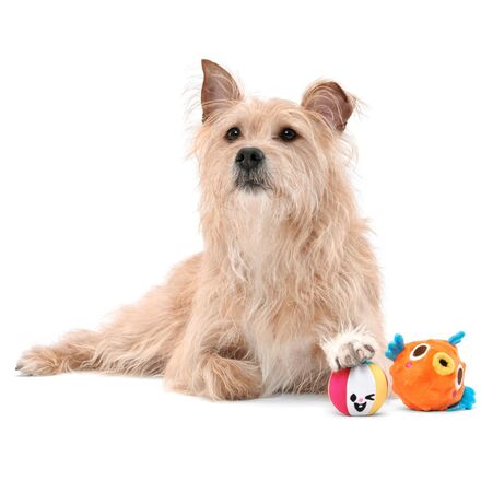 Dog Toy with Squeaker & Crinkle - Rip n' Reveal Beach Ball Surprise
