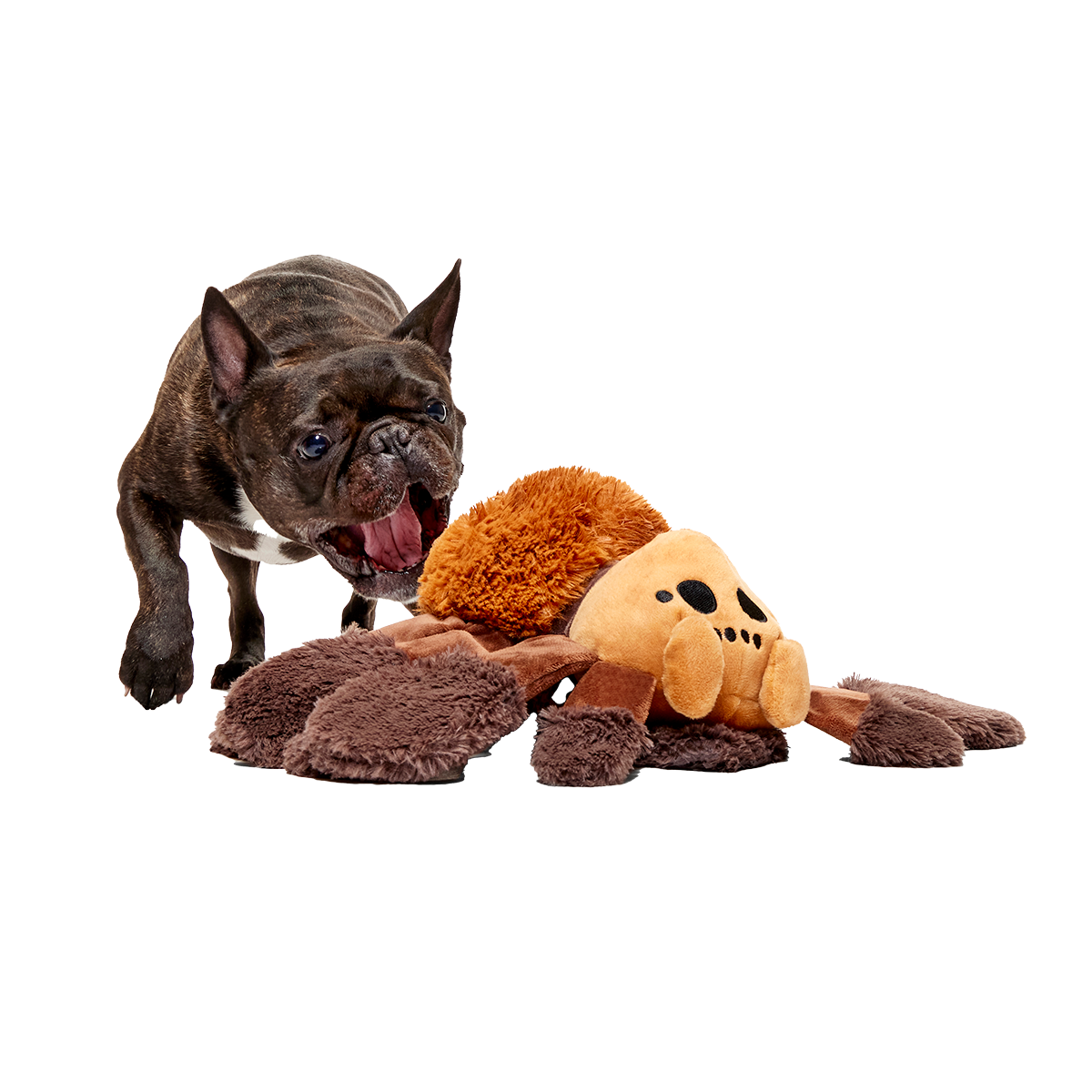Aragog™ Spider Dog Toy with Squeaker & Crinkle for Playtime