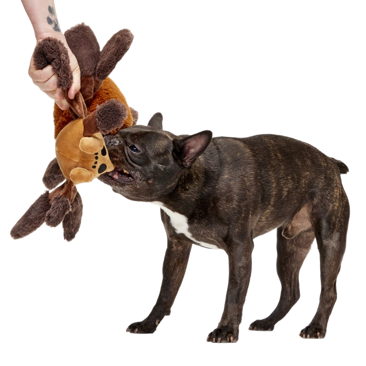Aragog™ Spider Dog Toy with Squeaker & Crinkle for Playtime