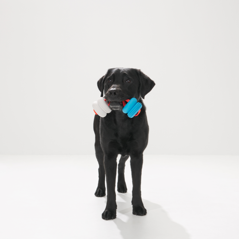 Floating Dog Toy for Water Retrievers with Nylon Strap