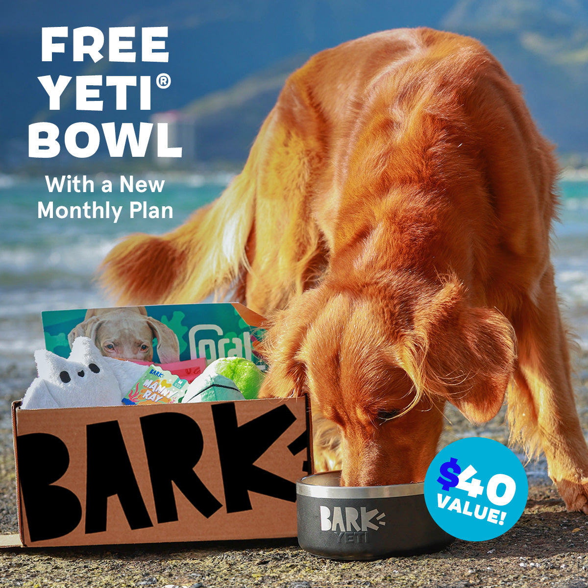 BarkBox Dog Subscription Box - 12 Month Plan with Free Yeti Bowl