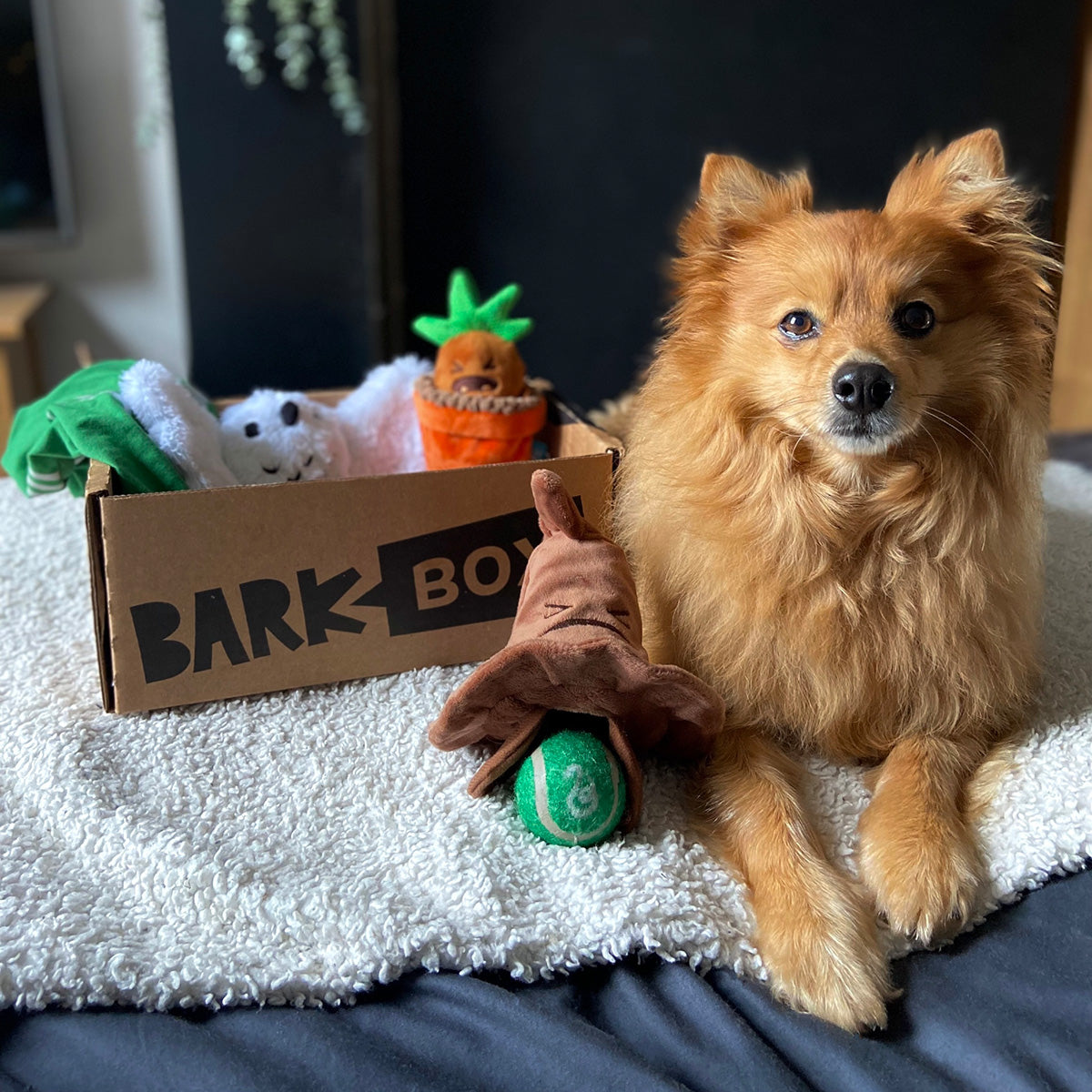 Harry Potter BarkBox Subscription - 12 Months + Free Toy