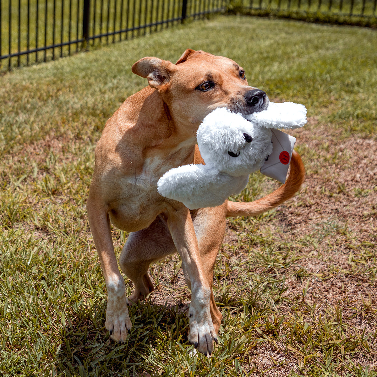 Harry Potter BarkBox Subscription - 12 Months + Free Toy